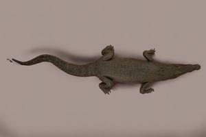 Saltwater crocodile Collection Image, Figure 7, Total 13 Figures